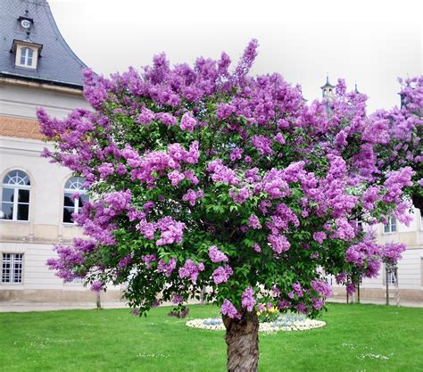 The Significance and Importance of the Lilac Tree