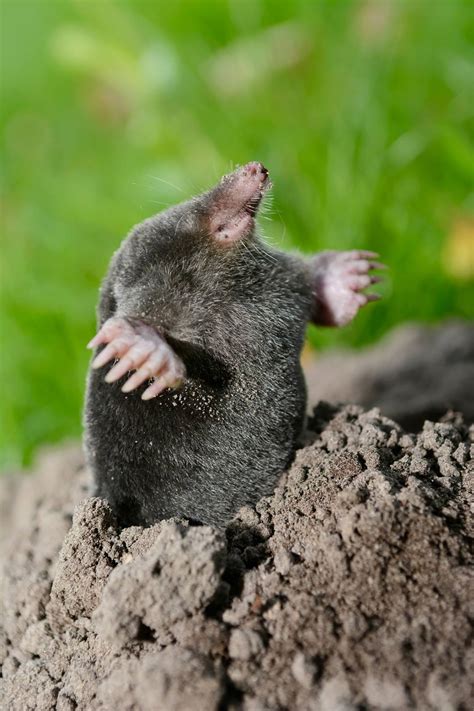 The Significance and Interpretation of Dreaming About Moles