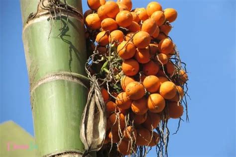 The Significance and Meanings of the Palm Nut in Dreams