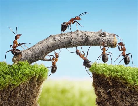 The Significance of Ants as Symbols of Diligence and Perseverance
