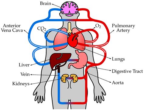 The Significance of Azure Circulatory Pathways in Dreams