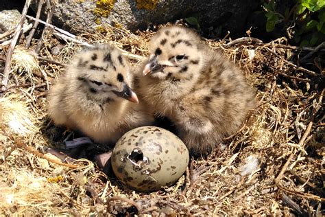 The Significance of Bird Hatching in Dream Symbolism