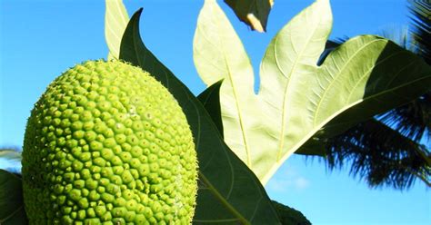 The Significance of Breadfruit in Dream Interpretation