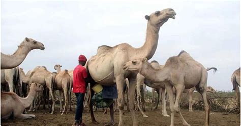 The Significance of Camel Slaughter in the Economy