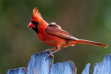 The Significance of Cardinals in Dreams