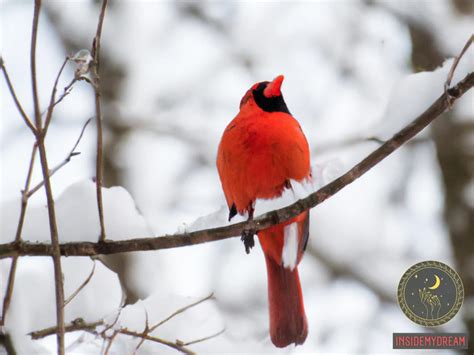 The Significance of Cardinals in Dreams: Unraveling the Emotional Impact