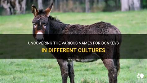 The Significance of Donkeys in Various Cultures: Examining the Cultural Implications within Dreams
