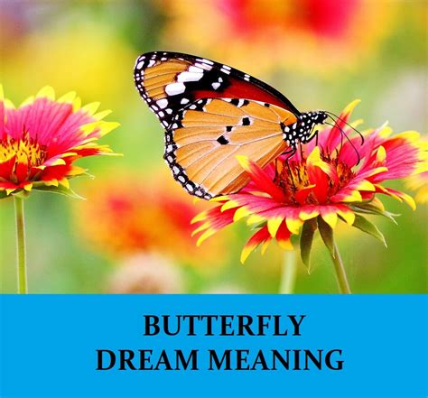 The Significance of Dreaming about Butterflies: Portraying Joy and Happiness