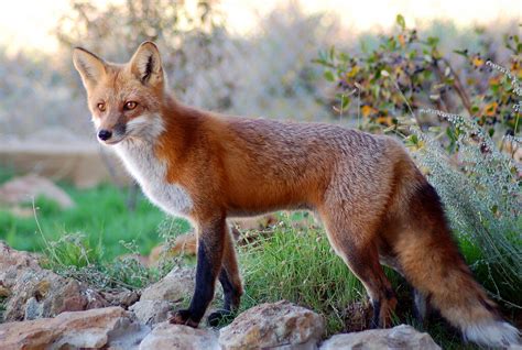 The Significance of Dreaming about a Deceased Vulpes Vulpes