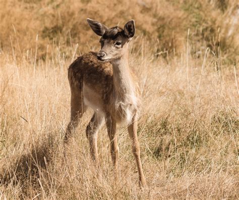 The Significance of Dreaming about a Fawn: A Representation of Purity and Fragility