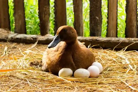 The Significance of Ducks Hatching in Dreams