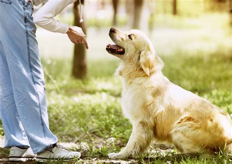 The Significance of Effective Training for Golden Retrievers