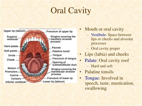 The Significance of Experiencing Arachnids Ejecting from the Oral Cavity