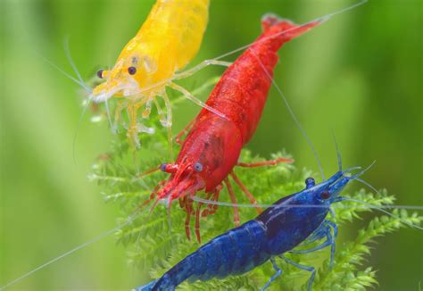 The Significance of Freshwater Shrimp in the Marine World