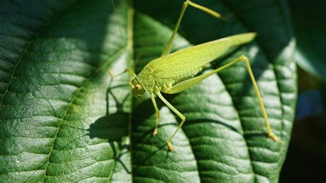 The Significance of Grasshoppers in Myths and Folklore