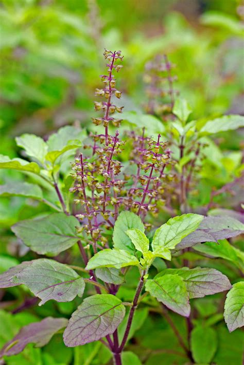 The Significance of Holy Basil Leaves in Hinduism