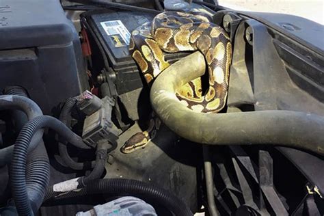 The Significance of Imagining a Reptile inside Your Vehicle