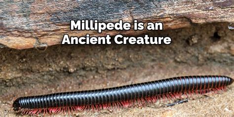 The Significance of Millipedes in Dreams