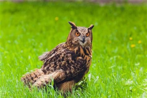 The Significance of Owls in Folklore and Mythology