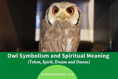 The Significance of Owls in Various Cultures and Beliefs