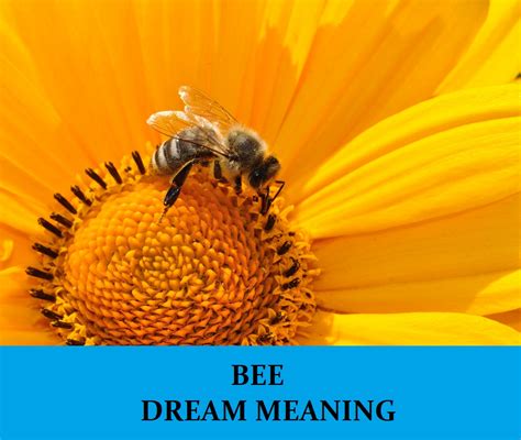The Significance of Pairing in Dreams About the Union of Bees