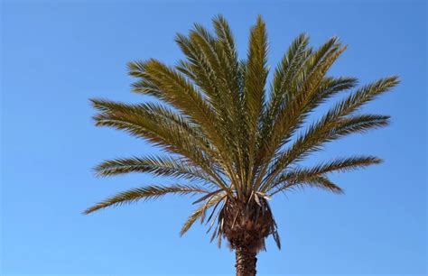 The Significance of Palm Trees in Tropical Ecosystems