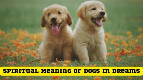 The Significance of Puppies in Dream Interpretation