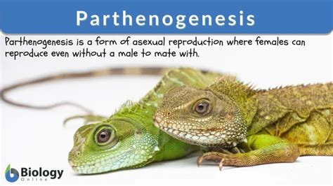 The Significance of Reptiles Producing Offspring: A Deeper Understanding