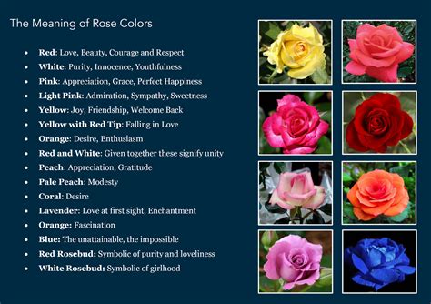 The Significance of Roses: Decoding the Symbolic Language Behind the Act of Scattering Rose Blossoms