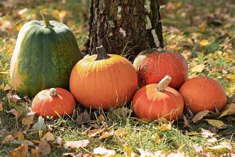 The Significance of Selecting the Appropriate Pumpkin Variety