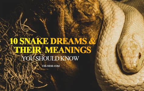 The Significance of Snake Excrement in Dreams