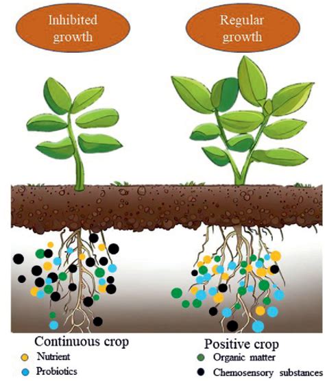 The Significance of Soil Preparation for an Accomplished Yield of Peanuts