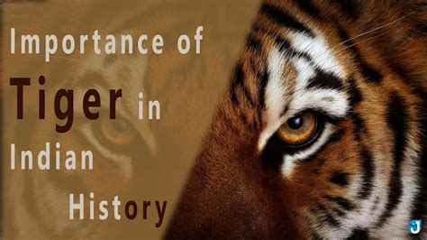 The Significance of Tigers in Diverse Cultures