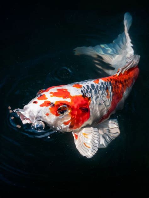 The Significance of White Koi in Diverse Cultures