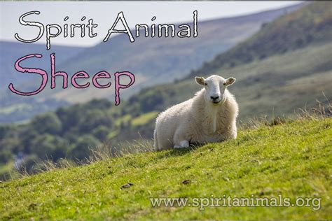 The Significance of White Sheep and their Connection to Innocence
