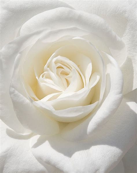 The Significance of White in Dreams: Symbolizing Purity and Innocence