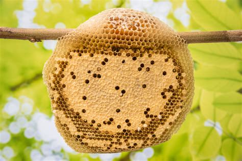 The Significance of a Bee's Hive