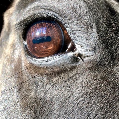 The Significance of a Galloping Equine Vision