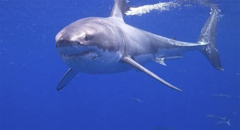 The Significance of a Shark's Appearance in Your Dreamworld