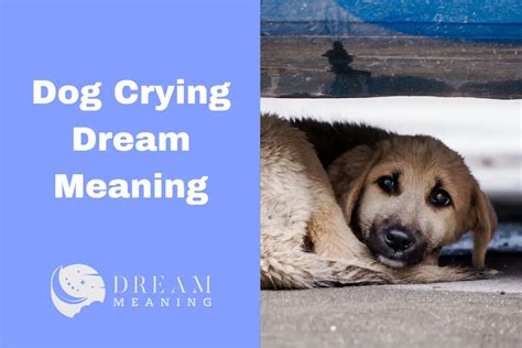 The Significance of a Tearful Ebony Canine in Dreams