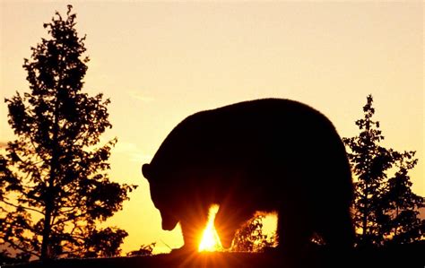 The Significance of the Bear in Native American Folklore