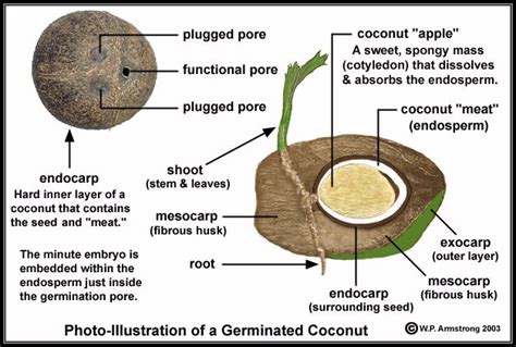The Significance of the Coconut Seed