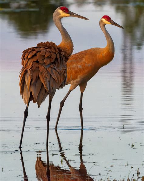 The Significance of the Crane in Representing Longevity and Healing