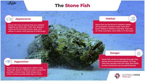 The Significance of the Stone Fish in Indigenous Cultures