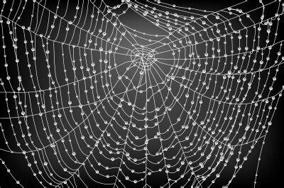 The Spider Web: Exploring the Interconnections in Your Life