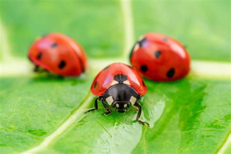 The Spiritual Connection: Understanding the Deeper Significance Behind Dreams Involving Ladybugs