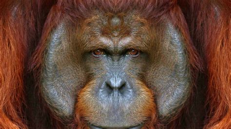 The Spiritual Essence behind a Vision of an Enormous Primate