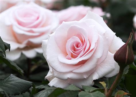 The Subtle Elegance of Blush-colored Roses: Exploring their Allure in Nature and Art