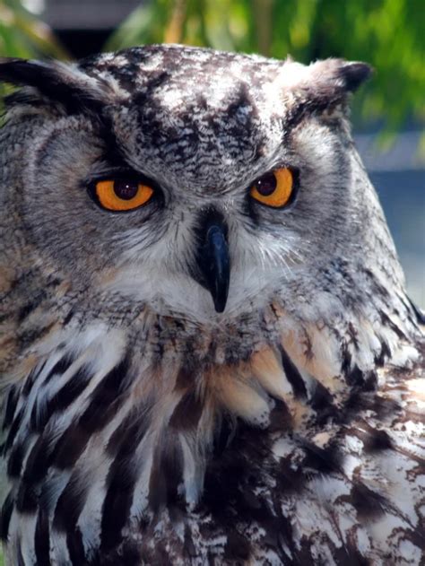 The Surprising Intelligence of Owls: Unraveling the Myths and Facts