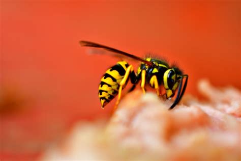 The Surprising Interpretation of a Deceased Wasp Vision